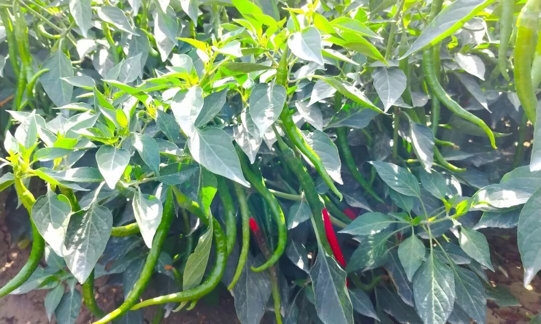 العربية